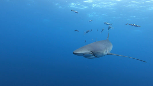 Dive with Blue Sharks in the Azores: A Premier Pelagic Adventure