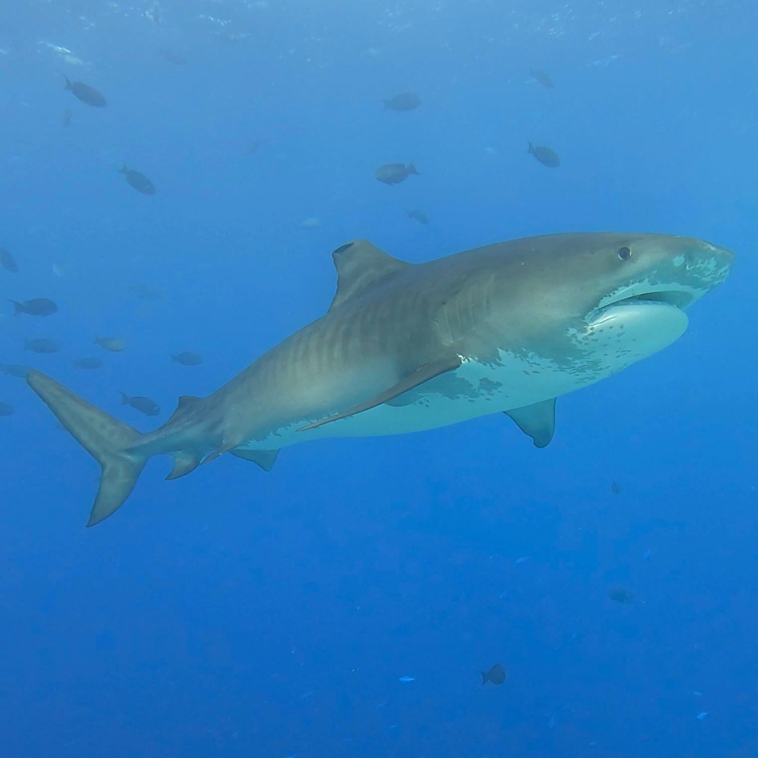 shark in open water