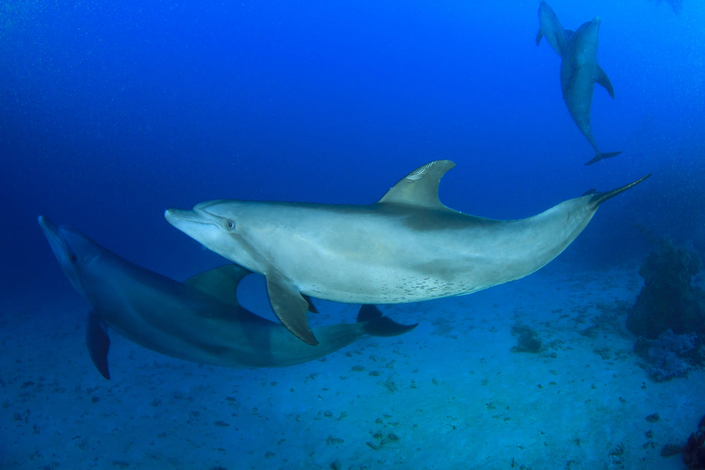 Egypt Liveaboard: 1 Nov - 8 Nov 2025