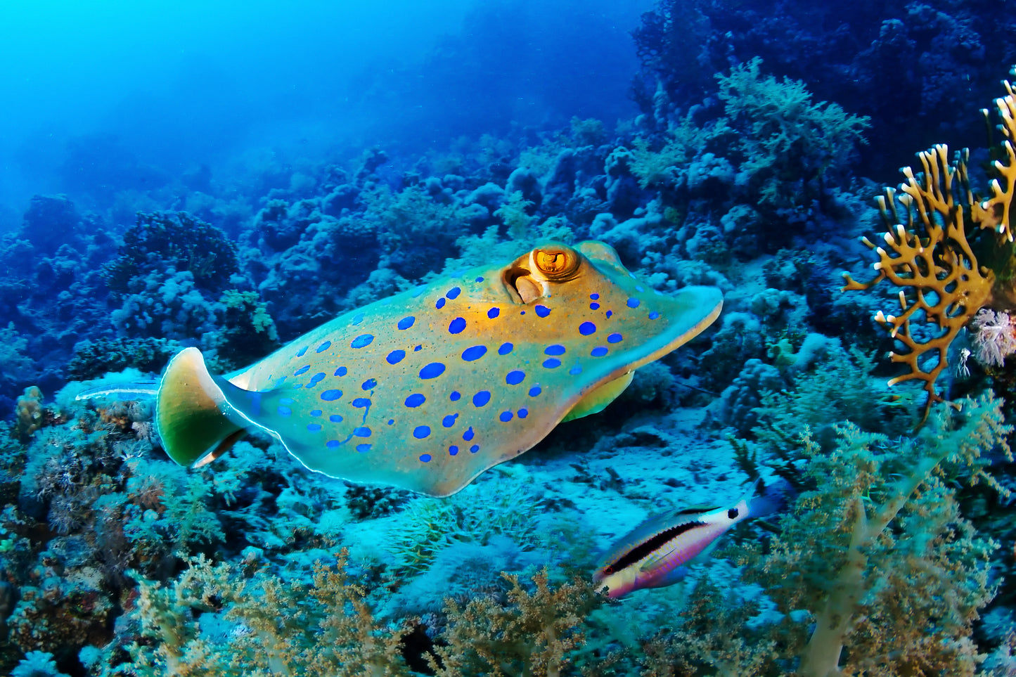 Egypt Liveaboard: 1 Nov - 8 Nov 2025