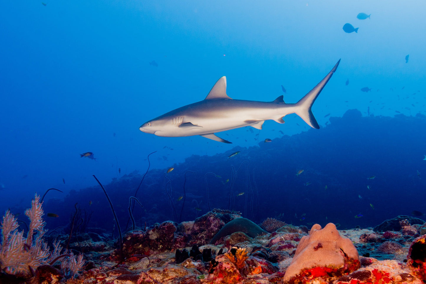 Egypt Liveaboard: 1 Nov - 8 Nov 2025