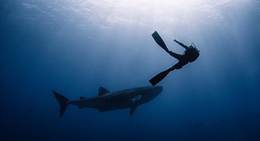 The ultimate Scuba Diving Calendar 2026
