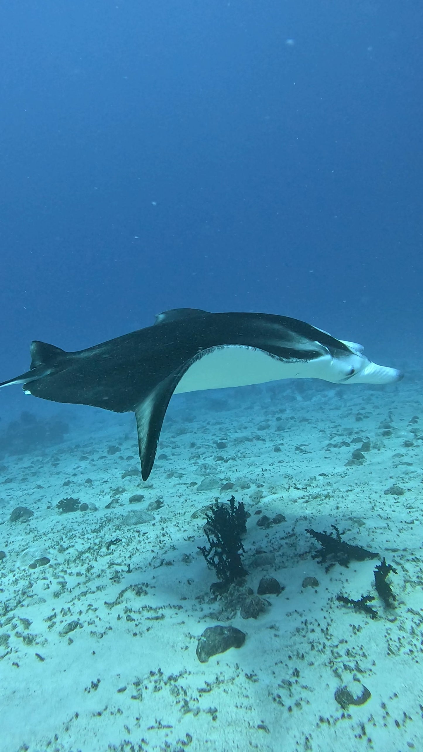 Maldives Liveaboard: 31 Jan - 07 Feb 2026