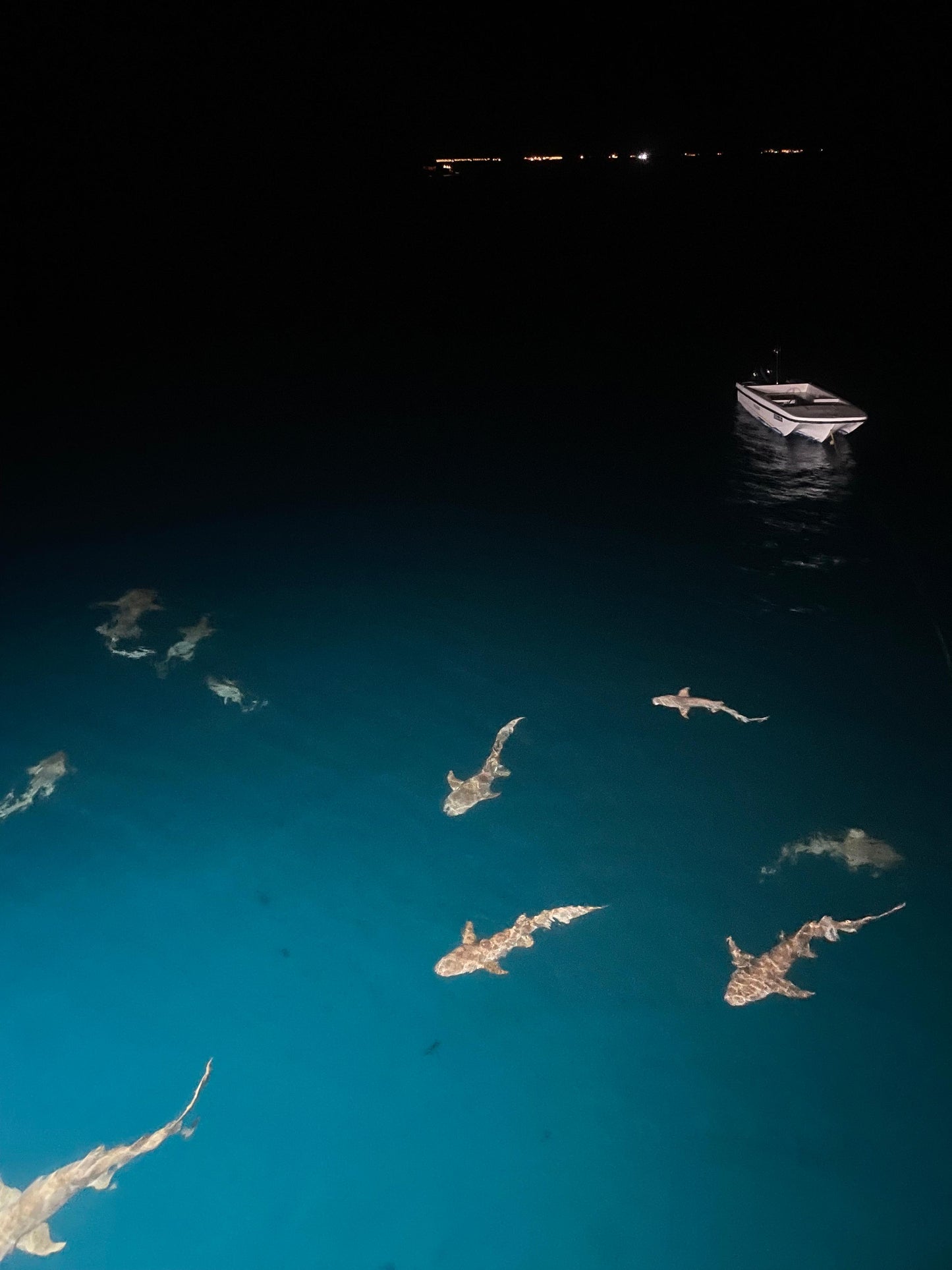 Maldives Liveaboard: 31 Jan - 07 Feb 2026