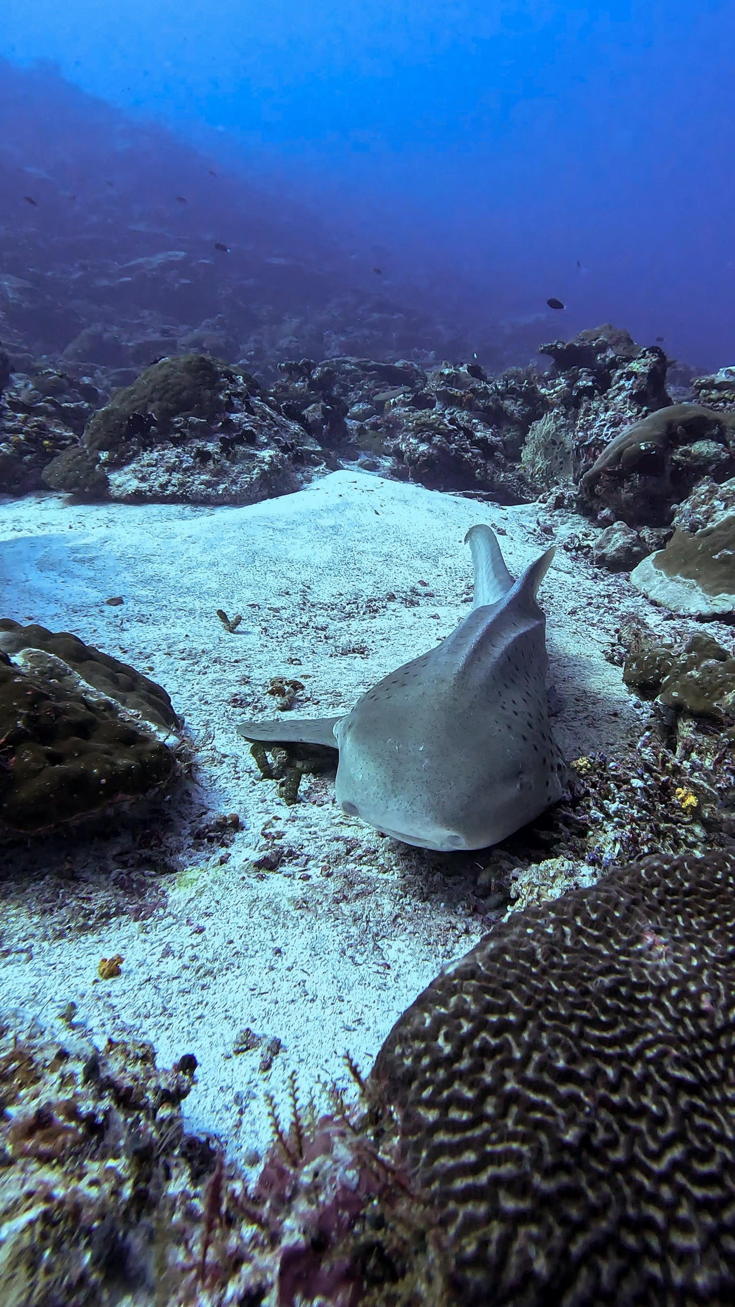 Maldives Liveaboard: 31 Jan - 07 Feb 2026