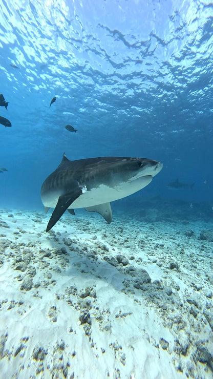 Maldives Liveaboard: 31 Jan - 07 Feb 2026