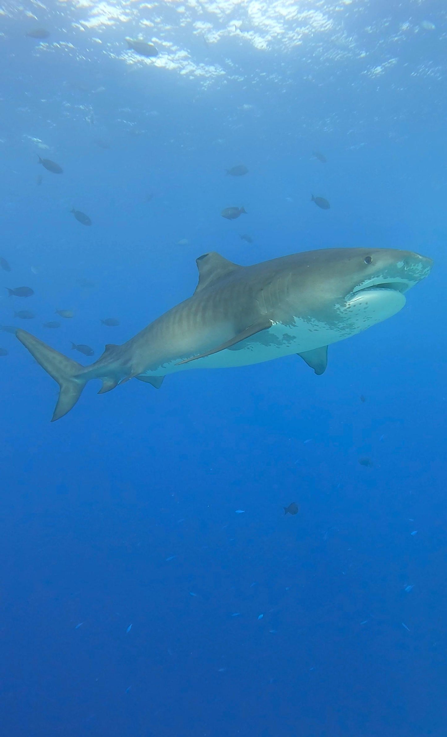 Maldives Liveaboard: 31 Jan - 07 Feb 2026