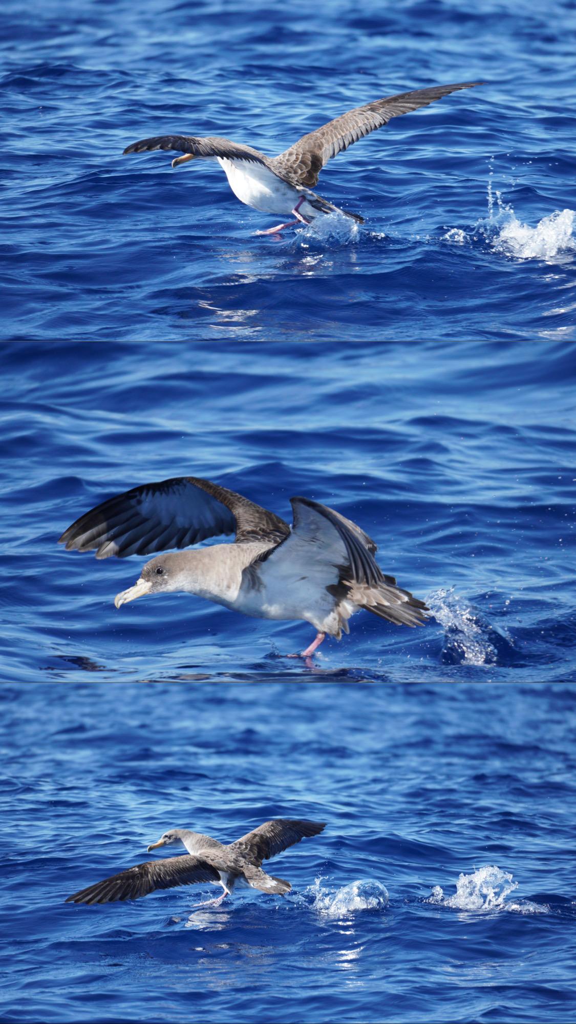 Azores 2026