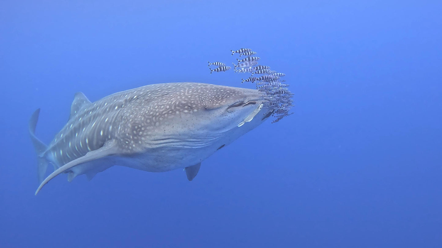 Maldives Liveaboard: 31 Jan - 07 Feb 2026