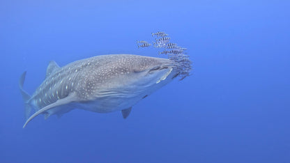 Maldives Liveaboard: 31 Jan - 07 Feb 2026