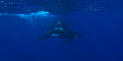 Azores 2026