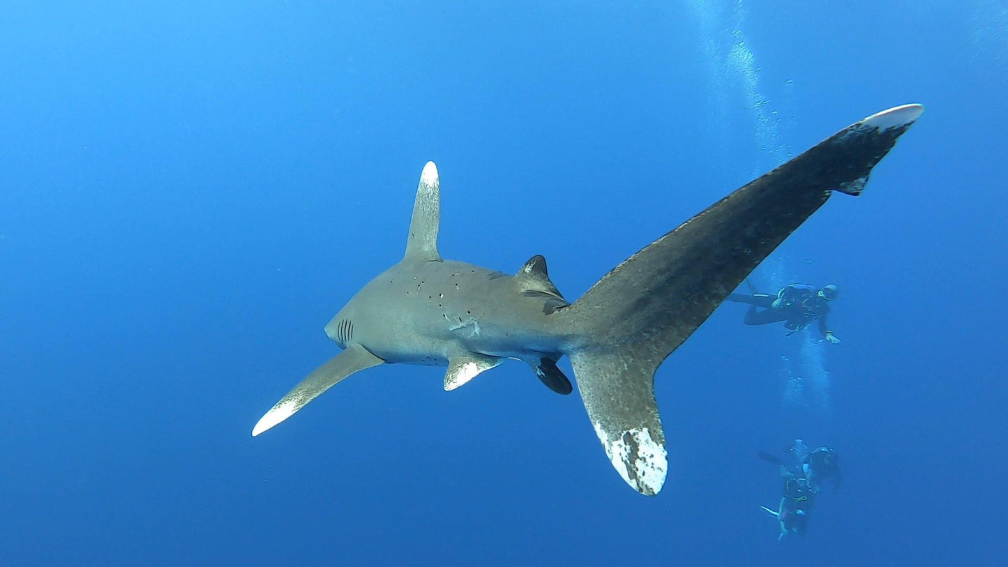 Egypt Liveaboard: 1 Nov - 8 Nov 2025