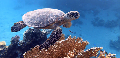 Egypt Liveaboard: 1 Nov - 8 Nov 2025