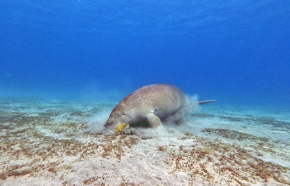 Egypt Liveaboard: 1 Nov - 8 Nov 2025