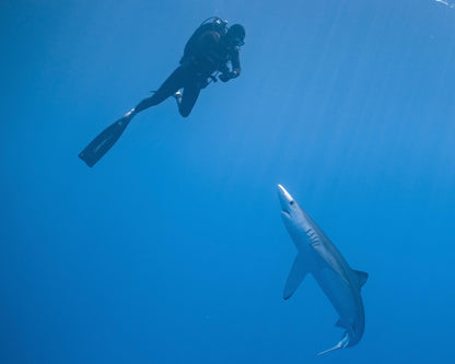 diver and blue shark