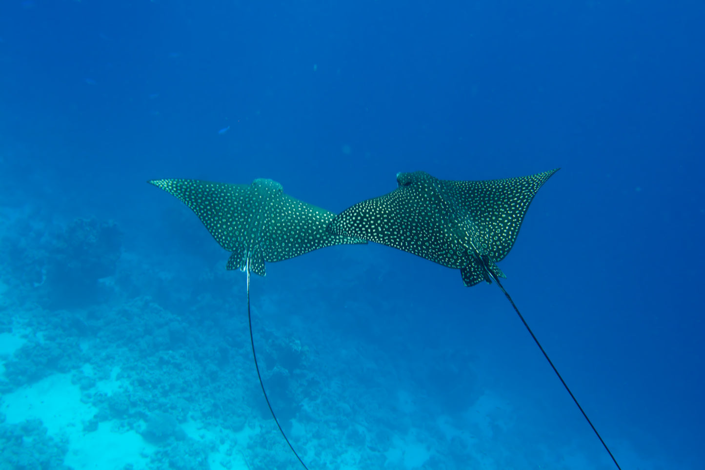 Egypt Liveaboard: 1 Nov - 8 Nov 2025
