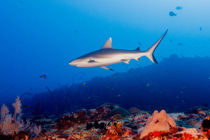 Egypt Liveaboard: 1 Nov - 8 Nov 2025