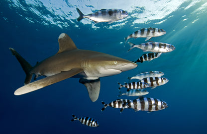 Egypt Liveaboard: 1 Nov - 8 Nov 2025